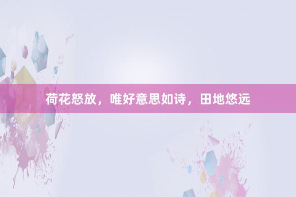 荷花怒放,唯好意思如诗,田地悠远