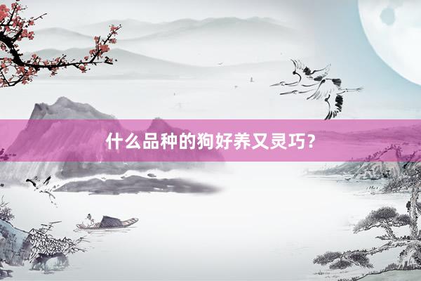 什么品种的狗好养又灵巧？
